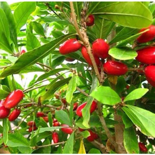 ต้นมิราเคิล (Synsepalum dulcificum Miracle fruit; Miracle berry) ต้นมหัศจรรย์ หรือ Miracle fruit เป็นพืชวงศ์ Sapotaceae