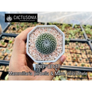 แมม นกฮูก Mammillaria perbella &amp; Mammillaria microthele กระบองเพชร แคคตัส Cactus