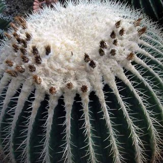 เมล็ดพันธุ์ ถังเงิน Echinocactus grusonii v alba 10 เมล็ด cactus แคคตัส กระบองเพชร