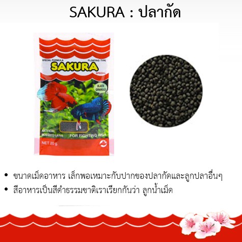 sakura-ปลากัด-ลูกน้ำเม็ด