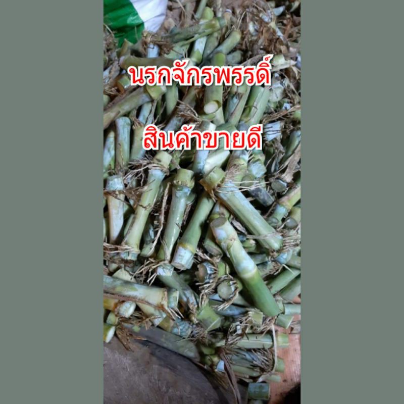 ท่อนพันธ์หญ้าราคาถูกที่สุด-คุณภาพเต็ม-ขั้นต่ำ10ท่อน