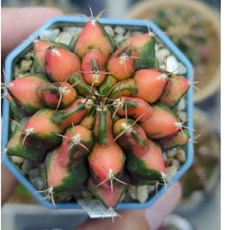 cake-cactus-farm-กระบองเพชร-gymnocalycium-mihanovichii-red-dragon-ยิมโนด่าง-เรดดราก้อน