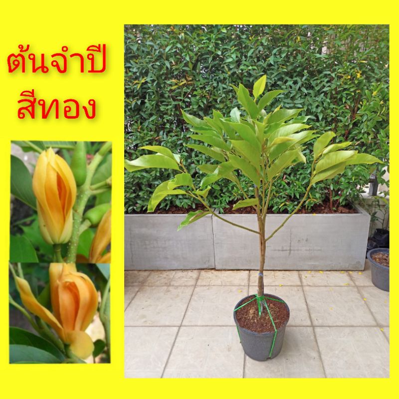 ต้นจำปีสีทอง-จำปี-จำปีสีทอง-ฟอร์มสวย