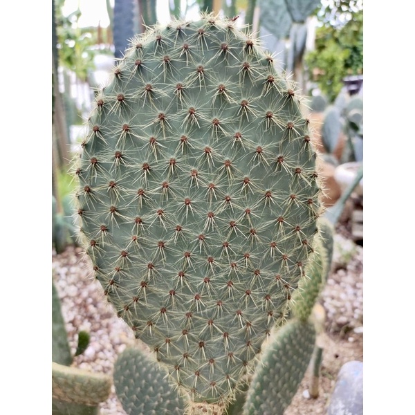 โอพันเทีย หมีทอง (แพดตัดสด) Opuntia scheeri