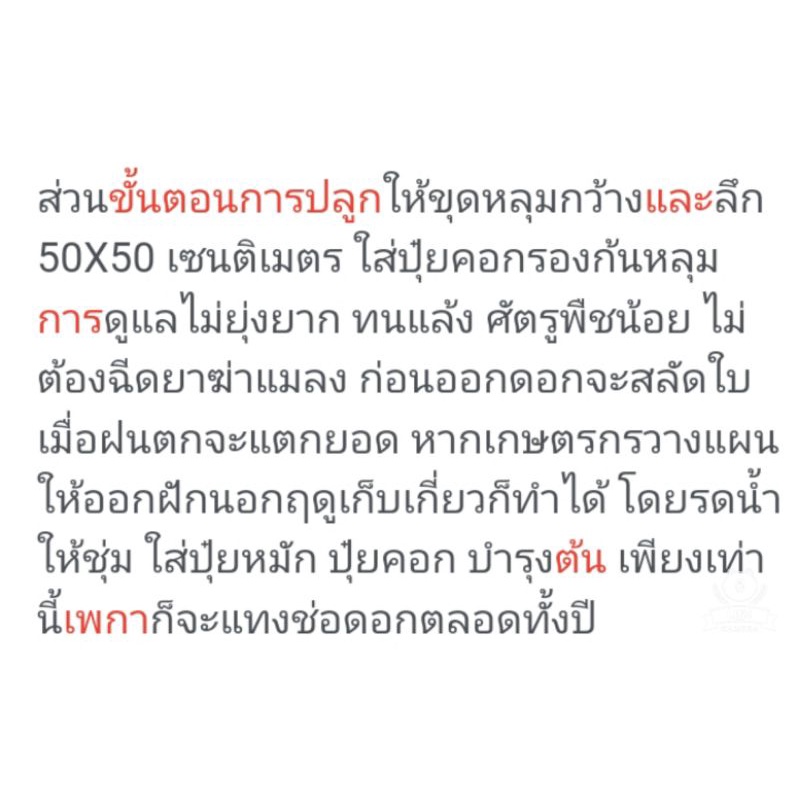 เมล็ดพันธุ์ต้นเพกา-เมล็ดพันธุ์เพกา-เมล็ดพันธุ์ต้นไม้กินฝัก-ชุดล่ะ-50-เมล็ด