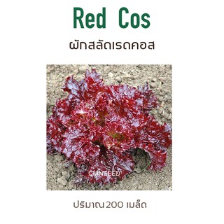 เมล็ดพันธุ์ ผักกาดหอม ผักสลัด เรดคอส ( RED COS )