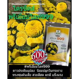 ไตรซีดส์พรีเมี่ยมไล้999 เมล็ดพันธุ์ดาวเรืองทรงพุ่ม ดอกใหญ่ ดก นาน 50 เมล็ด (ไม่ใช่พืชที่มีชีวิต)