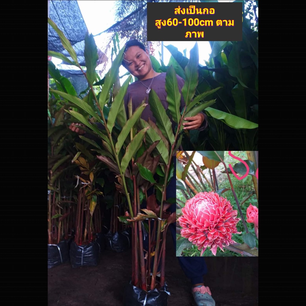 1กอ-ต้น-เหง้า-หน่อ-ดอก-ดาหลา-ต้นดาหลา-สี-แดง-ขาว-ชมพู-torch-ginger-tinutda