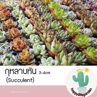 ภาพหน้าปกสินค้ากุหลาบหิน ไม้อวบน้ำ succulent แคคตัส กระบองเพชร ‼️อ่านก่อนสั่ง‼️ ที่เกี่ยวข้อง