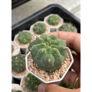 มาตูกาน่า แคคตัส🌵 มาตูคาน่า Matucana madisoniorum 💚 ไม้เมล็ด ราคาเบาๆ ขนาด 4-5 cm พร้อมส่งทั้งกระถาง