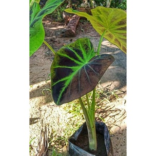 Colocasia Blackbeauty แบล๊คบิวตี้กลายด่าง