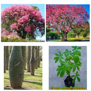 (1ต้น) ดอก ต้น ต้นงิ้วชมพู งิ้วชมพู Silk Floss Tree Chorisia speciosa งิ้ว สี ชมพู ไม้ไทยดอกหอม ต้นไหมจุรี ไหมจุรี