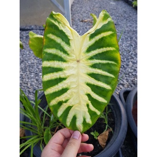 ภาพหน้าปกสินค้าMaui Sunrise ตัดสด Colocasia Maui sunrise ที่เกี่ยวข้อง