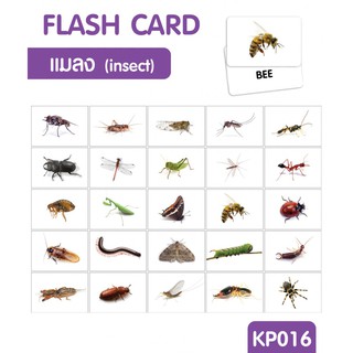 แฟลชการ์ดแมลง แผ่นใหญ่ Flash card Insects KP016