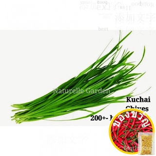 Benih Sayur Kucai Chives Seed Benih Sayur Vegetable Seed 200 biji per packseeds/บุรุษ/ผักกาดหอม /กุหลาบ/บ้านและสวน/แอปเป