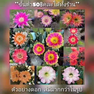 📌ไม้กระถาง ชุด1 Echinopsis Lobivia **ขั้นต่ำ50฿คละได้ทั้งร้าน อ่านด้วยจ้าา** อิชินอป โลบิเวีย โลบีเวีย มีมากกว่าในรูป