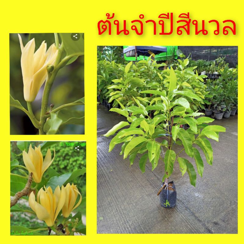 ต้นจำปี-จำปี-จำปีสีนวล-ดอกจำปี