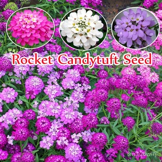 อินทรีย์ ต้น ดอก/ปลูกง่าย ปลูกได้ทั่วไทย บอนสี บอนสีสวยๆRocket Candytuft Honeycomb Flower Seeds บอนสีหายาก เม KBI4