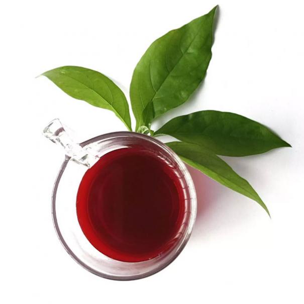 ต้นชาเลือดมังกร-ชาสีแดง-5แถม1-ชาสมุนไพรเลือดมังกร-dragon-blood-tea-ชาเลือดมังกร-ชาสมุนไพร