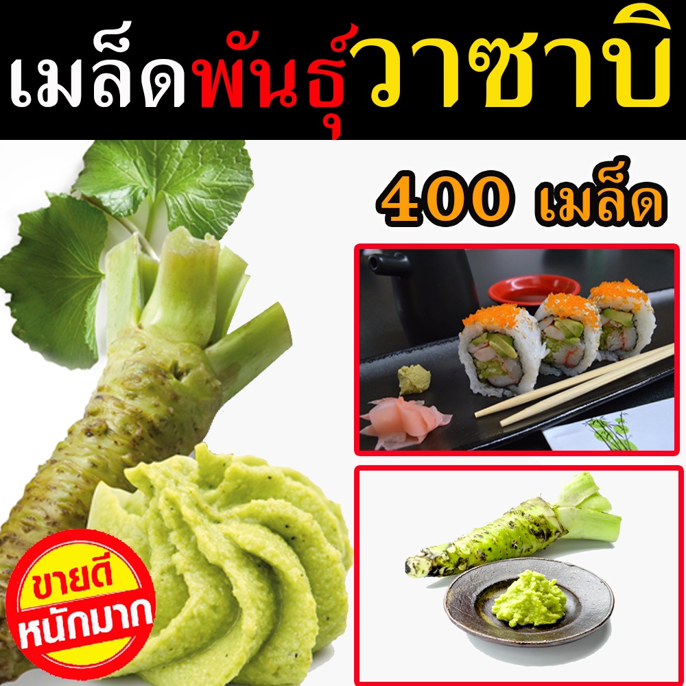 พร้อมส่ง-เมล็ดวาซาบิ-700-เมล็ด-เมล็ดพันธุ์ผัก-เมล็ดพันธุ์ไม้-เมล็ดพันธุ์พืช-เมล็ดพันธุ์แท้-เมล็ดพันธุ์วาซาบิ-wasabi