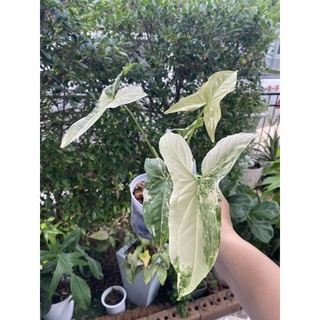 ส่งฟรี!!!!ต้นเงินไหลมาด่างขาว (Syngonium Podophyllum) ในกระถาง 4 นิ้ว ลายสวยทักแชทเลือกต้นได้ค่ะ