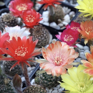 🌸🌵 กระบองเพชร cactus โลบิเวีย Lobivia ดอกสวย!! 🌺🌸