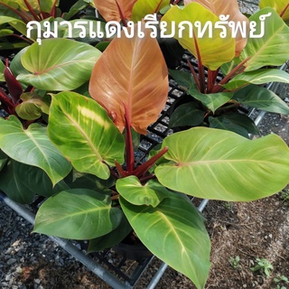 🌱ต้น​ กุมารแดงเรียกทรัพย์​ เชอรี่เรด🌱 Philodendron Cherry Red ต้นกุมารแดง กระถาง 3,8 นิ้ว ไม้มงคล​ ไม้นำโชค​ กุมารแดง