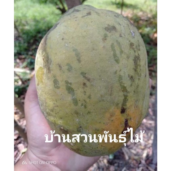 ต้นมะตูมยักษ์ไทย-ต้นมะตูมหม้อ-จัดชุด-3-ต้น