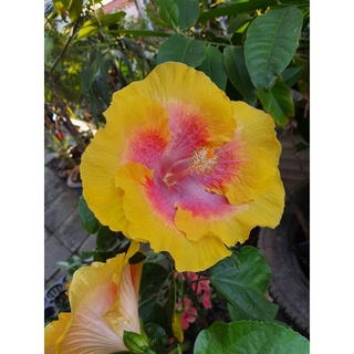 Hibiscus hybrid. ชบาฮาวาย ชบาดอกใหญ่ ชบาถ้วยทอง ส่งพร้อมกระถาง10นิ้ว สูง50-70cm