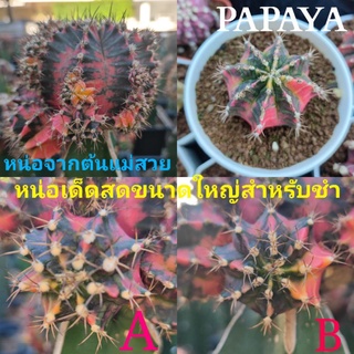 แคคตัสPapaya👍รายการพิเศษ หน่อขนาดใหญ่อายุ1ปี ใช้ชำ👍จากต้นแม่ตามภาพ👍 ขนาดหน่อ4.5-5.5cm.หน่อใหญ่สะสมอาหารมาเต็มที่ชำง่าย