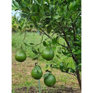 ต้นส้มจุก ผลไม้พันธุ์พื้นเมือง รสชาติหวานหอม  ผลใหญ่ ต้นเสียบยอด 2-3 ปีให้ผล ต้นละ 229 บาท