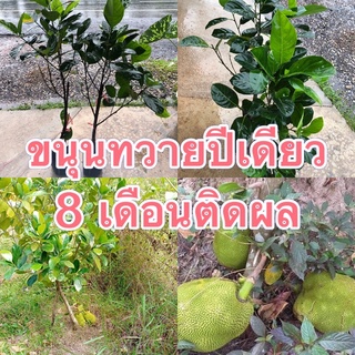 ขนุนทวายปีเดียวทาบกิ่งสูง 100cm