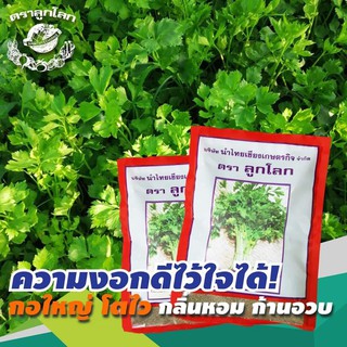 เมล็ดผักคึ่นฉ่าย(เข่งฉ่าย) พันธุ์กวางเจา (ตราลูกโลก) ขนาด 400 กรัม กอใหญ่ ต้นสูง สีเขียวอ่อน กลิ่นหอม