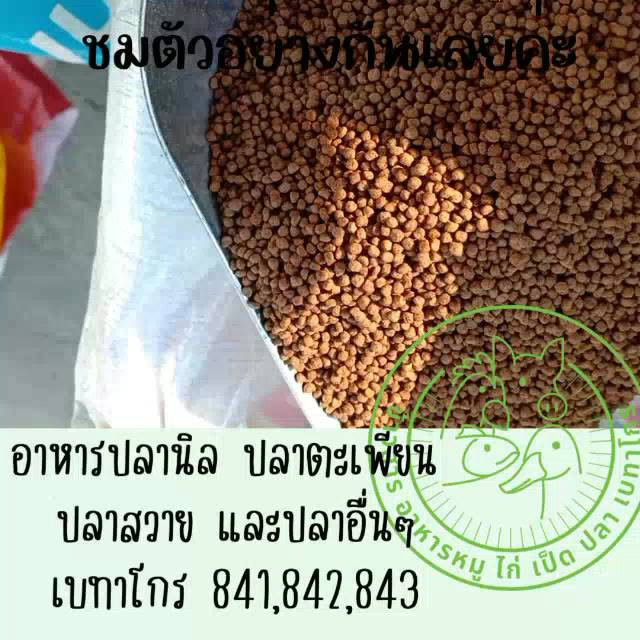 ยกลูก-อาหารปลานิล-ปลากินพืช-ปลารวม-ปลาวัด-เบทาโกร-เบอร์-841-842-843-น้ำหนัก-20-ก-ก