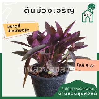 หัวใจม่วง ในกระถาง 5-6 นิ้ว