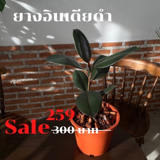 ไม่ยางอินเดียดำ ไม้ฟอกอากาศ🌿🔆