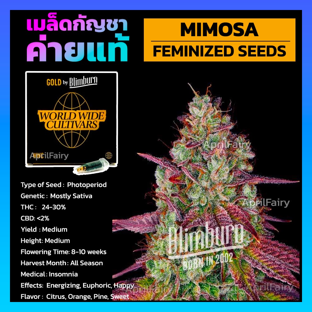 เมล็ดพันธุ์กัญชาmimosa-feminized-โฟโต้-เพศเมีย-เมล็ดค่าย-blimburnseeds-แบ่งขาย-รับประกัน-ตรงปก