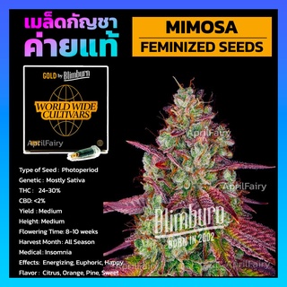 เมล็ดพันธุ์กัญชาMimosa FEMINIZED โฟโต้ เพศเมีย เมล็ดค่าย Blimburnseeds แบ่งขาย รับประกัน ตรงปก 💯%