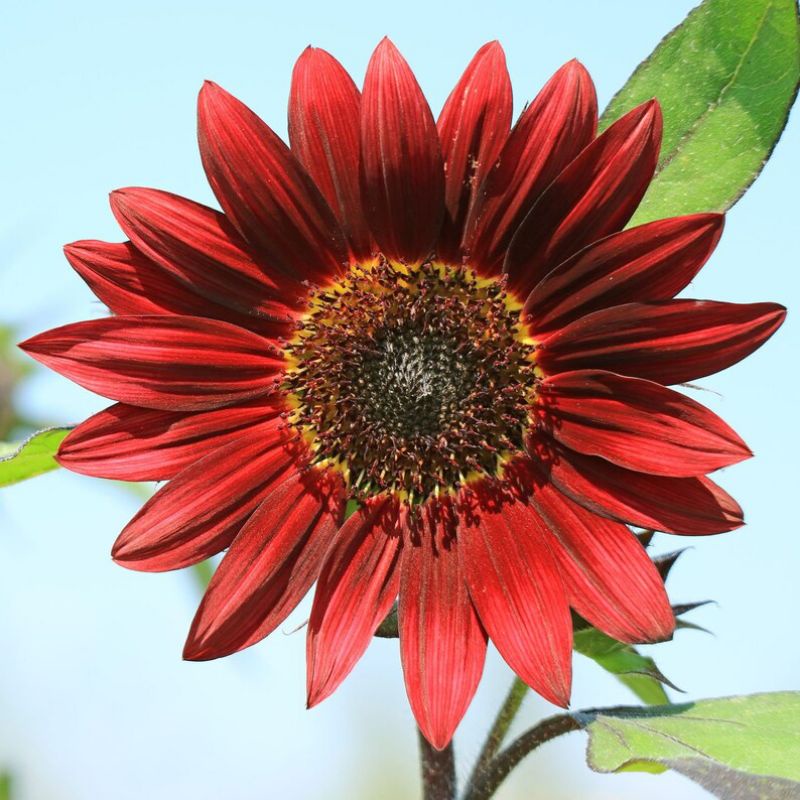 8-เมล็ด-ทานตะวันสีแดงกำมะหยี่-สีแดงระดับ7-velvet-queen-sunflower