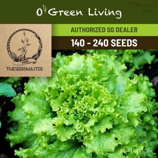 VL107 LETTUCE GRAND RAPIDS (140-240 SEEDS) - OGLเมล็ดเชีย เมล็ดกุหลาบ เมล็ดดอกไม้ เมล็ดดอกดาวเรือง เมล็ดต้นอ่อนทานตะวั