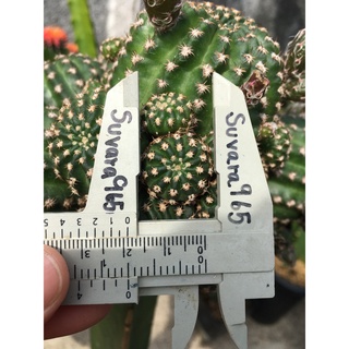 ภาพหน้าปกสินค้าอิชินอป lobivia โลบิเวีย อิชินอบ โรบีเวีย หน่อเด็ดสด กระบองเพชร แคคตัส ต้นกระบองเพชร หน่อ อิชินอปซิส Echinopsis cactus ที่เกี่ยวข้อง