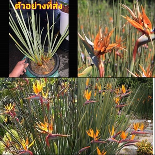 (1กระถาง) ต้น ดอก เบิร์ด เบิร์ดออฟพาราไดซ์ bird of paradise เฮลิโคเนีย heliconia  ปักษาสวรรค์ Orif