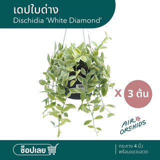 เดปใบด่างกระถาง 4 นิ้ว Dischidia ‘White Diamond’  เซ็ตละ 3 ต้น