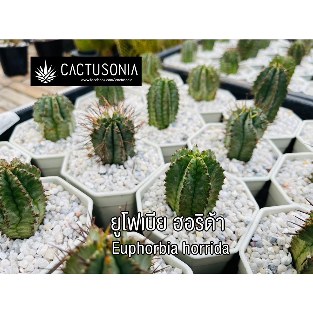 ยูโฟเบีย-ฮอริด้า-euphorbia-horrida-cactus-กระบองเพชร