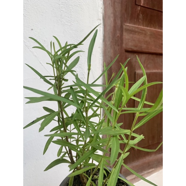 ทารากอน-พืชสมุนไพร-taragon-herb-ไม้ประดับ-ดอกสีเหลือง-กลิ่นหอม-กระถาง-5-นิ้ว-ทักแชทเลือกต้นได้ค่ะ