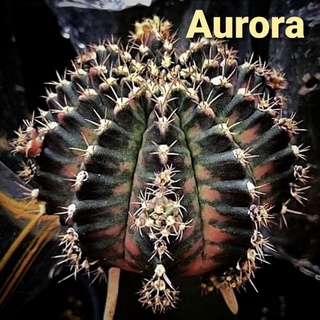 หน่อเด็ดสด แคคตัส Aurora ยิมโนด่าง