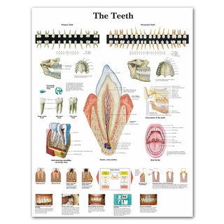 Wangart โปสเตอร์ภาพวาดผ้าใบ รูปฟันมนุษย์ สําหรับตกแต่งผนังบ้าน ออฟฟิศ การแพทย์