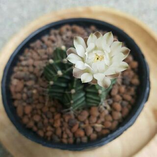 ยิมโน มิฮา ดอกสีครีม-ขาว