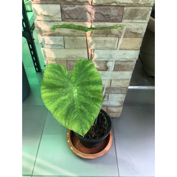 ต้นบอนไวท์ลาวา-ไซส์แม่พันธ์สูง50ซม-colocasia-white-lava