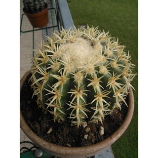 Echinocactus grusonii v intermedius (ถังทองหนามสั้น) (5 เมล็ด)